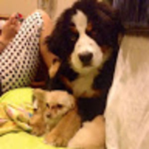 Meet your Posher, Rea